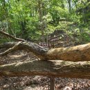 사명대사길 이미지