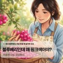 과일마트 | 마트에서 발견한 인생과일! 핑크블루베리 시식 후기 (feat. 안토시아닌의 비밀)❤️