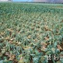 서부농협 APC 이미지