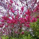 온천천시민공원 영산홍 이미지