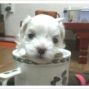 아지와 양이 이미지