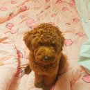 딥마리(deepMary) 이미지