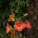 繁榮 | 전통 혼례에서 꽃의 역할