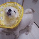 나나까까 이미지