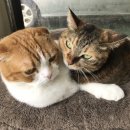 두리동물클리닉 이미지