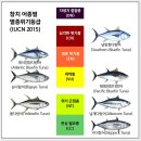 착한참치 이미지