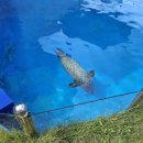 순천승마장 | [전남여행] 아이와 가을여행 &#39;순천만국가정원&#39; 방문후기 (어린이 동물원, 승마체험)