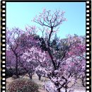 벚꽃 만개전의 Pre하나미..(일본 결혼식 여행기는 추부/도호쿠 지역란에 올렸어요~) 이미지