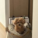 꿀강아지 테리하우스 이미지