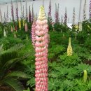 태안별주부마을 이미지