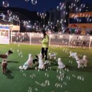 아이조아펫파크 대구점 이미지