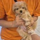 아지사랑 이미지