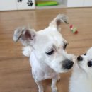 스타일 독-진교애견샵 이미지