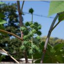 정지용생가 이미지