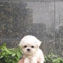 플레이독 네이버블로그