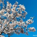 지도 왕벚나무길 이미지