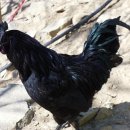 꼬꼬농장 이미지