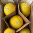 🍈 골든듀 메론, 피카소 메론 🍈 이미지