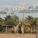 [🇦🇺🦘Sydney] Taronga Zoo 타롱가주 후기