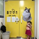 폴인캣츠 이미지