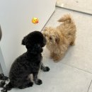 감자동물병원 이미지