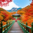 금선에너지 | 내장산 단풍 절정 시기 완벽 대비: 단풍축제와 최고의 단풍 코스 총정리