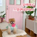 스윗그린 | 강아지 봄여름 옷 추천 유어하루 스윗캔디 원피스 착용 후기