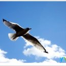 알바트로스 이미지