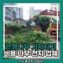 은행나무 배트민턴장 | 은행나무 가지치기 비용 나무 전지 업체
