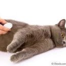 더사랑 동물병원 이미지