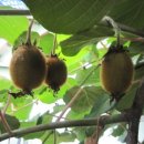 온새미로민박 이미지