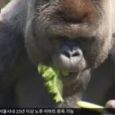 고릴라1978 이미지