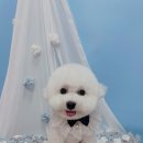 견생의하루 펫살롱 일산본점 이미지