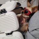 라퓨클레르 동물피부클리닉 이미지