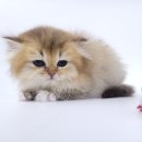 동양애견 강아지분양 고양이분양 이미지