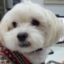 초콜릿종합동물병원 이미지