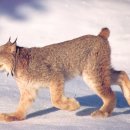 북미에 서식하는 대표적인 야생동물(1): 스리소니(Lynx) 이미지