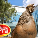 하림인력