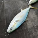 스타무도장 | 방어낚시대 오시아지거 vs 지깅스타2 그리고 엔에스 ns보카 AS