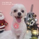 순수하개 이미지