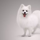 강아지분양 고양이분양 헬로브리더 이미지