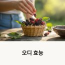 오디 효능