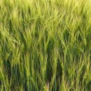 먹고보리 이미지