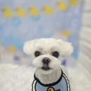 희망애견미용실 이미지