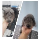 도브리댕 이미지