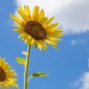 웃어야 웃을 일 이미지