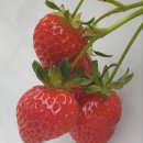 만철농장 이미지