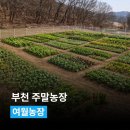 종합농장 | 부천주말농장 분양 여월농장 다녀온 후기