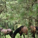 서성골목장 이미지