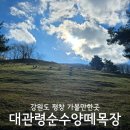 강원도 평창 가볼만한곳 대관령순수양떼목장 입장료 예매 할인 애견동반 후기
